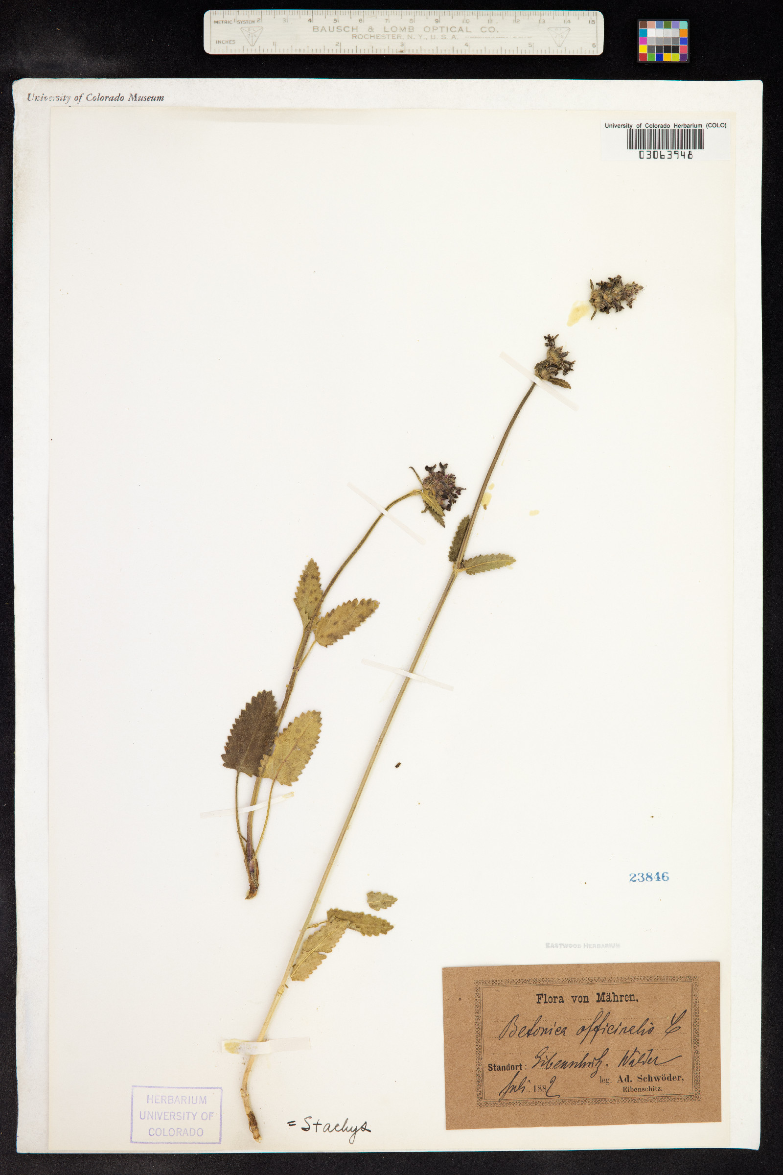Stachys officinalis image