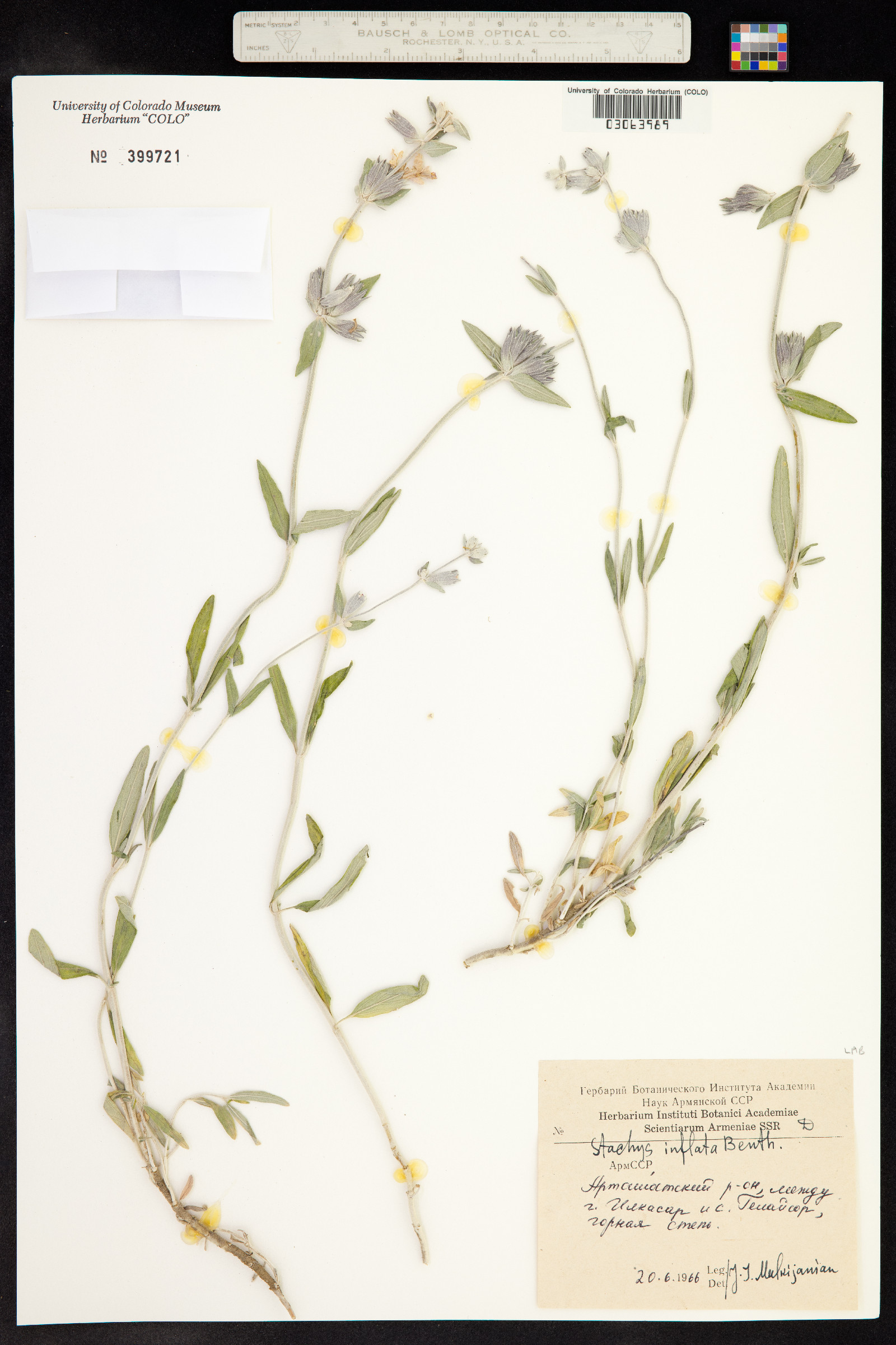 Stachys inflata image