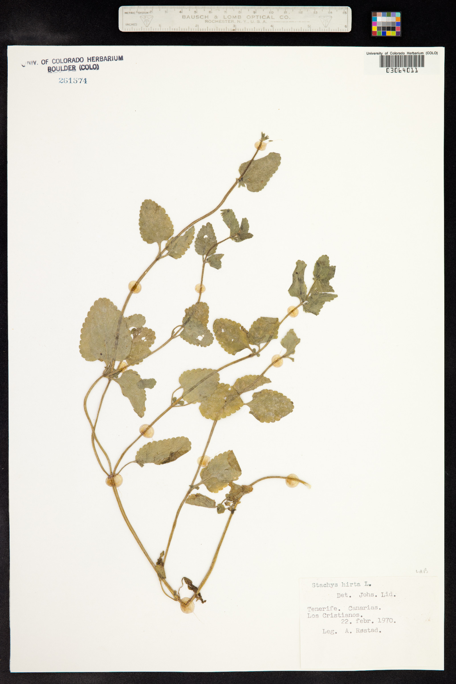 Stachys ocymastrum image
