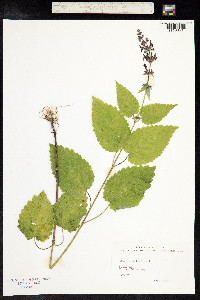 Stachys sylvatica image