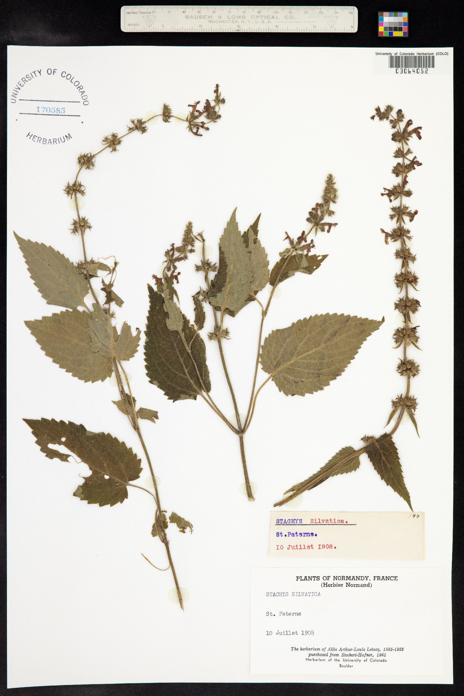Stachys sylvatica image