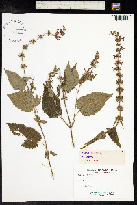 Stachys sylvatica image