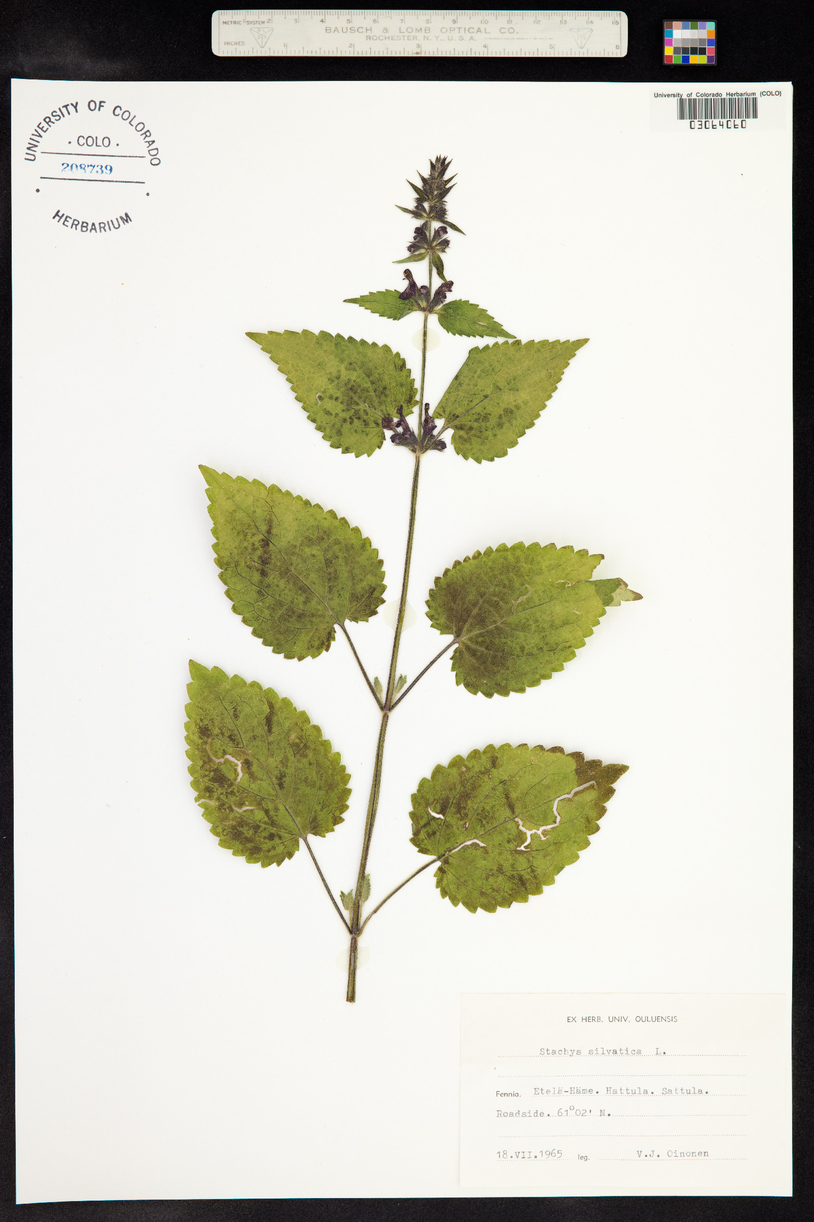 Stachys sylvatica image