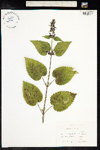Stachys sylvatica image