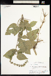 Stachys sylvatica image