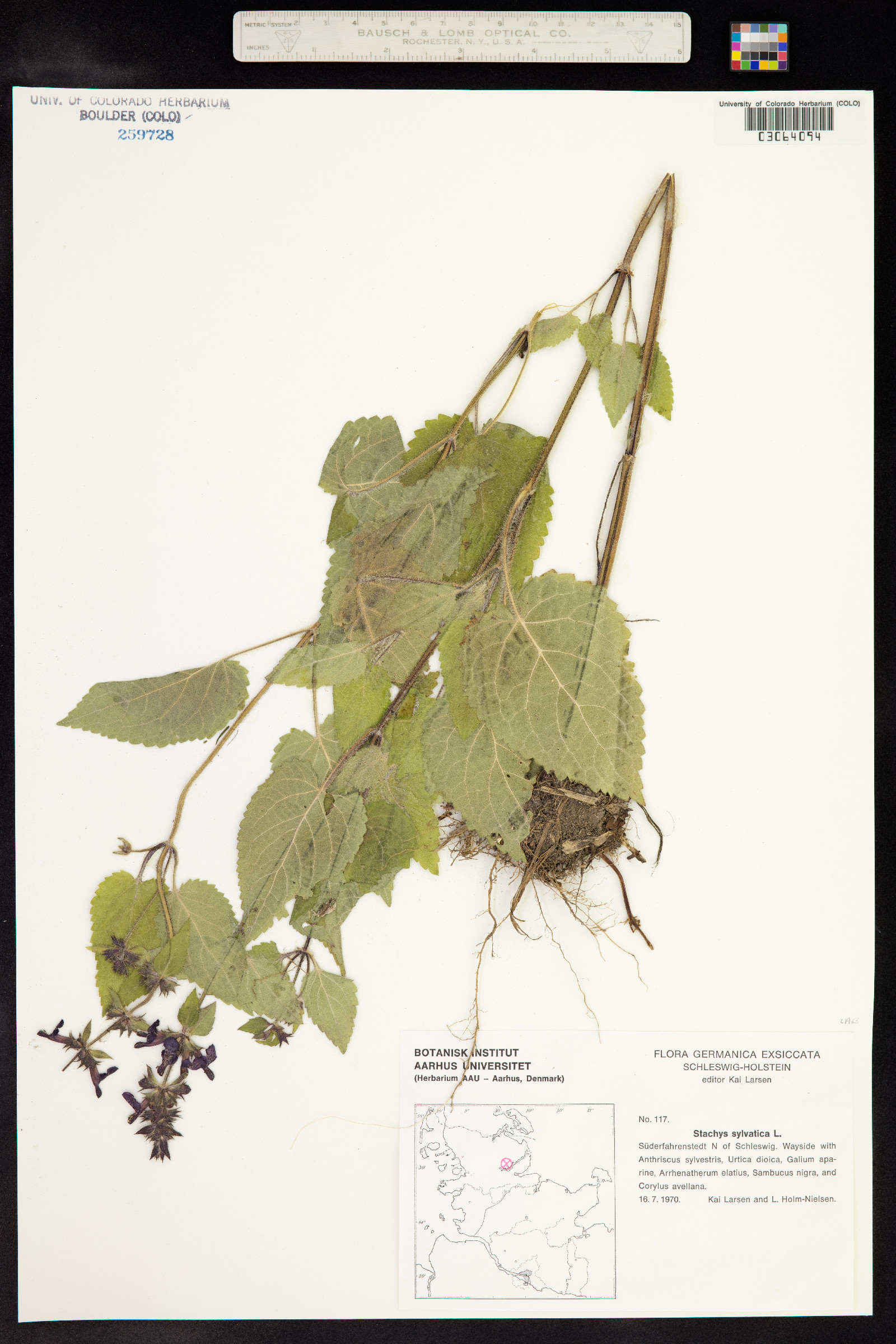 Stachys sylvatica image