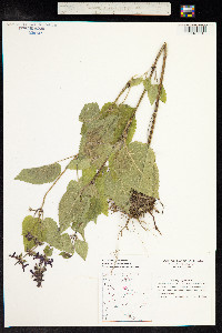 Stachys sylvatica image