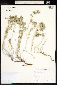 Teucrium polium image