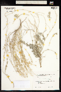 Teucrium polium image