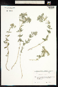 Teucrium polium image