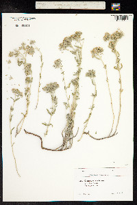 Teucrium polium image