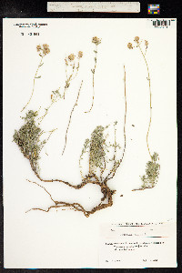 Teucrium polium image
