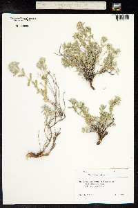 Teucrium polium image