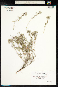 Teucrium polium image
