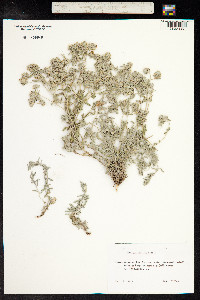 Teucrium polium image