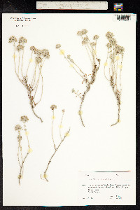 Teucrium polium image
