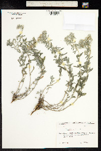Teucrium polium image
