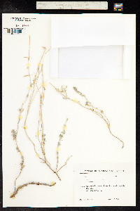 Teucrium polium image