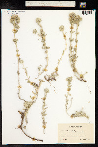 Teucrium polium image