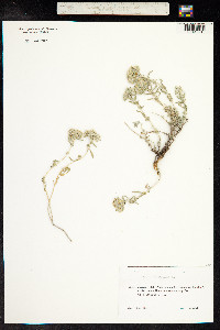 Teucrium polium image
