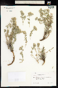 Teucrium polium image