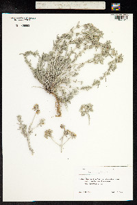 Teucrium polium image