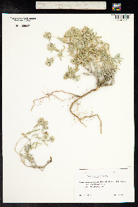 Teucrium polium image