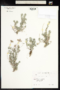 Teucrium polium image