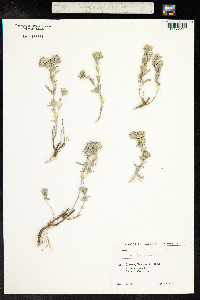 Teucrium polium image