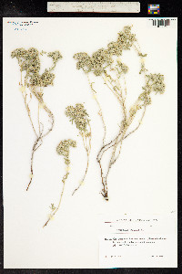 Teucrium polium image