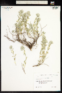 Teucrium polium image
