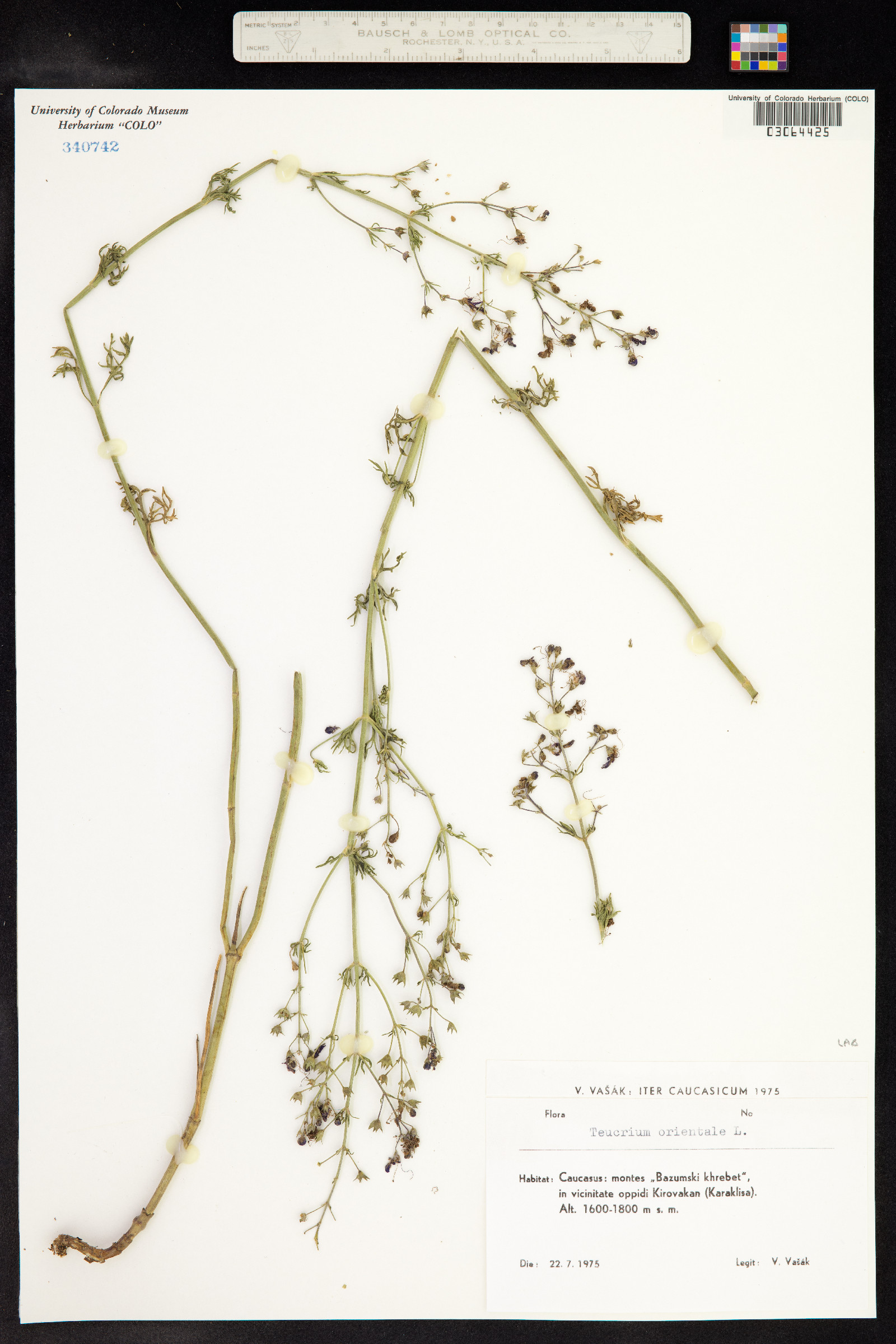Teucrium orientale image