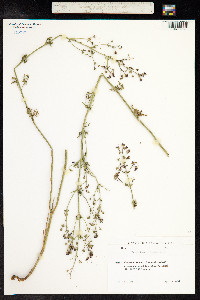 Teucrium orientale image