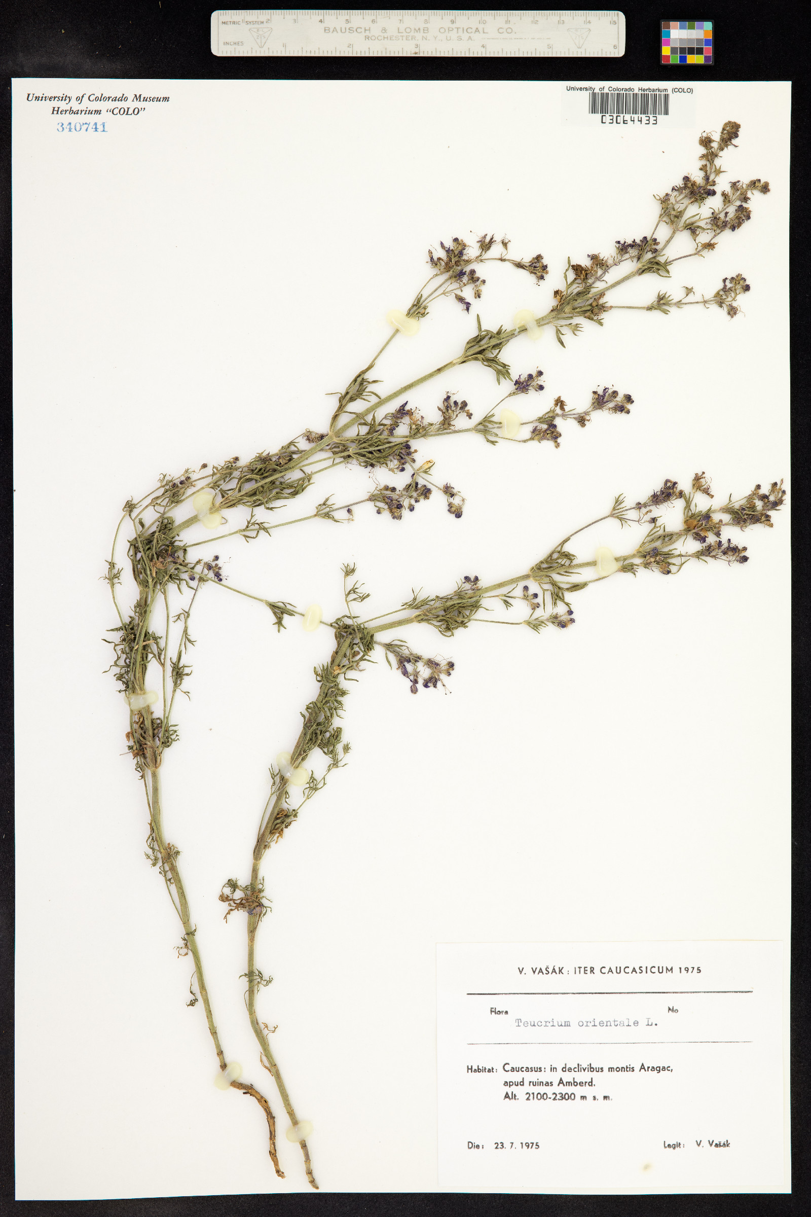 Teucrium orientale image