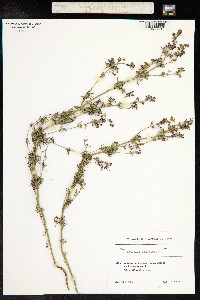 Teucrium orientale image