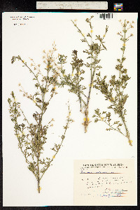 Teucrium orientale image