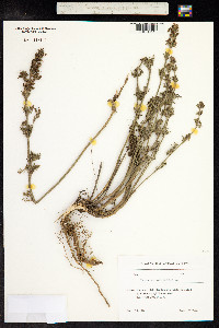 Teucrium orientale image