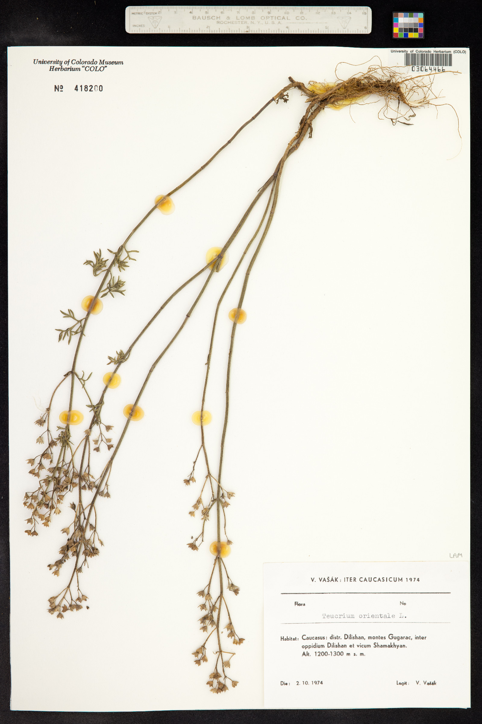 Teucrium orientale image