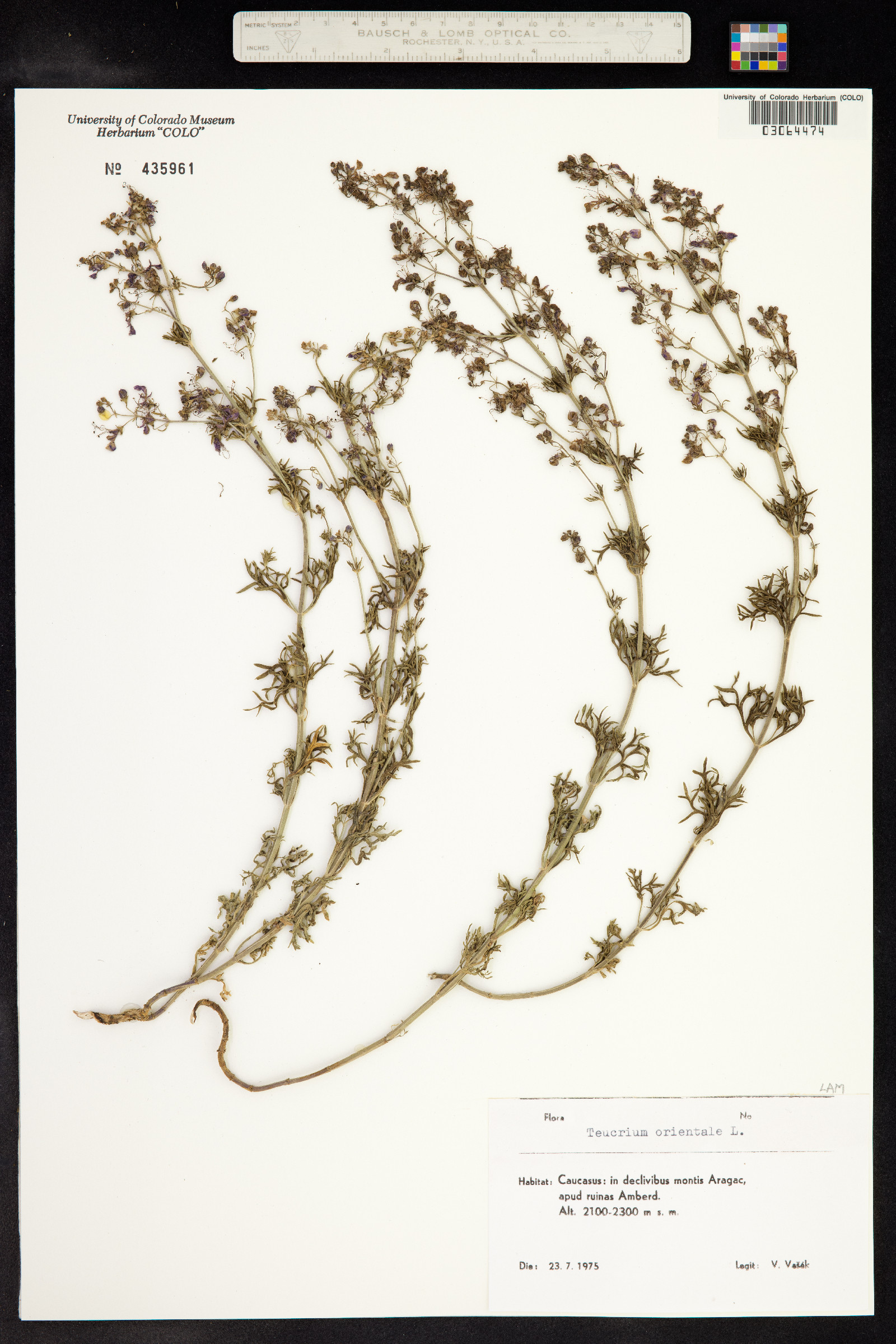 Teucrium orientale image