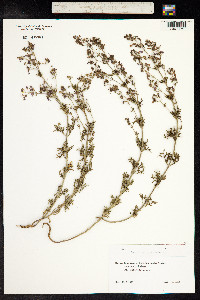 Teucrium orientale image
