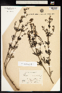 Teucrium orientale image