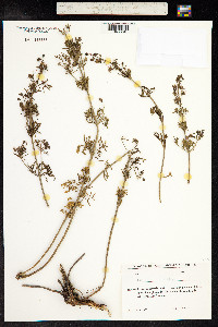 Teucrium orientale image