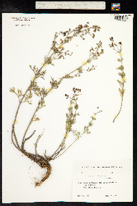 Teucrium orientale image