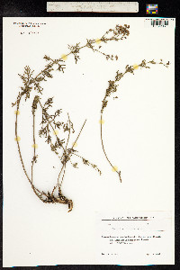 Teucrium orientale image