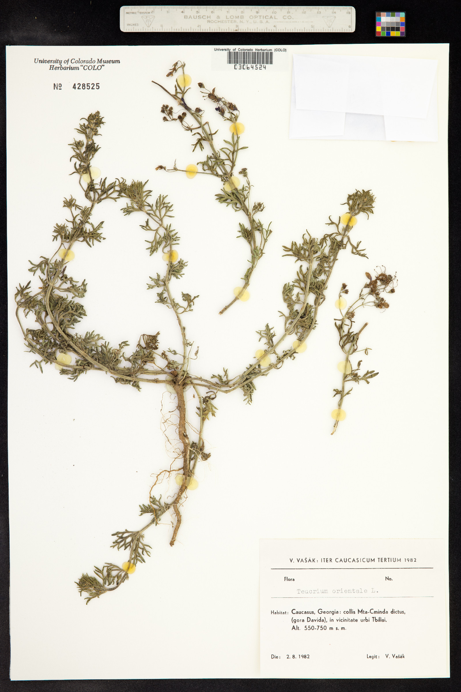 Teucrium orientale image