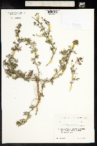 Teucrium orientale image