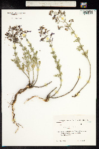 Teucrium orientale image