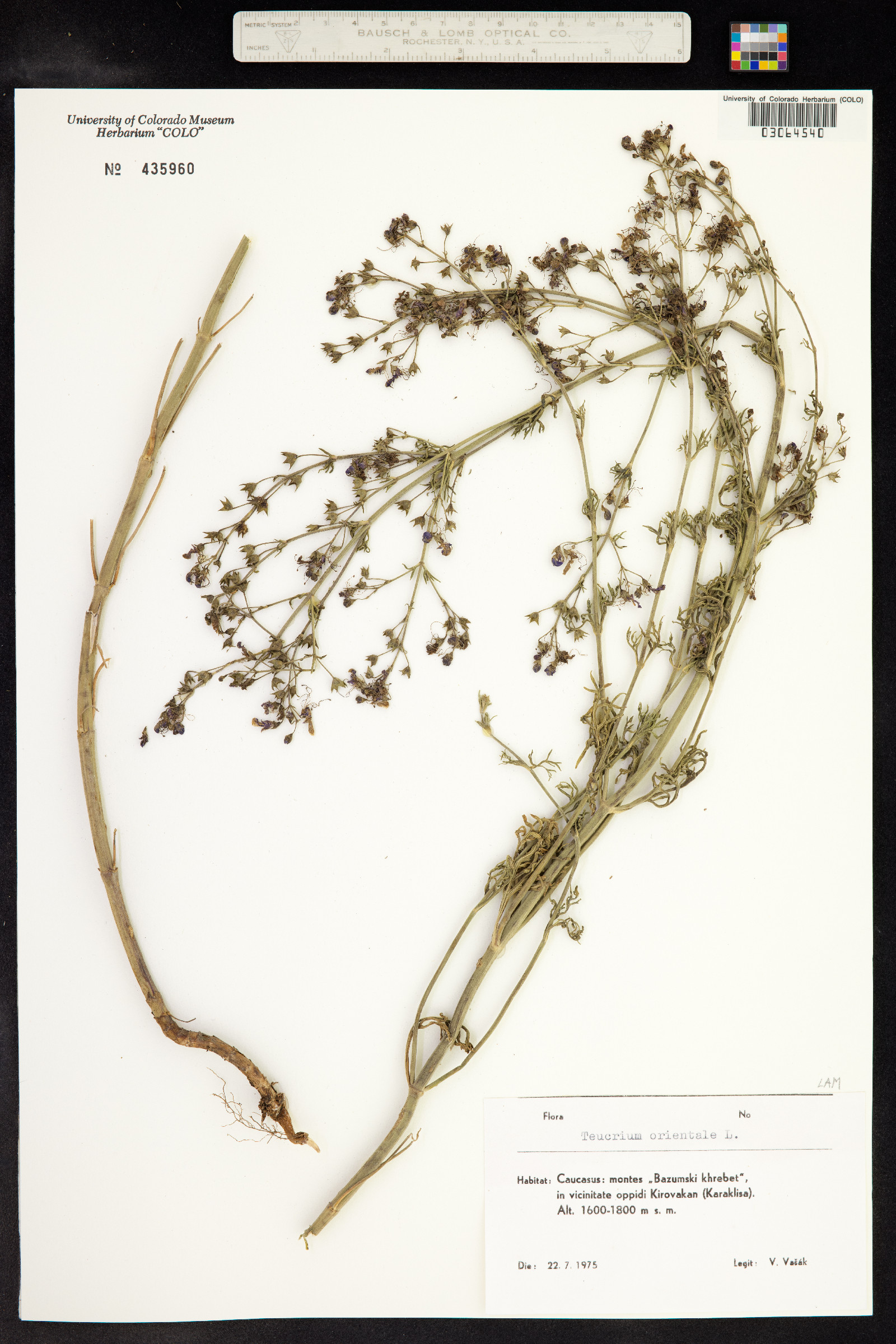 Teucrium orientale image