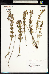 Teucrium orientale image
