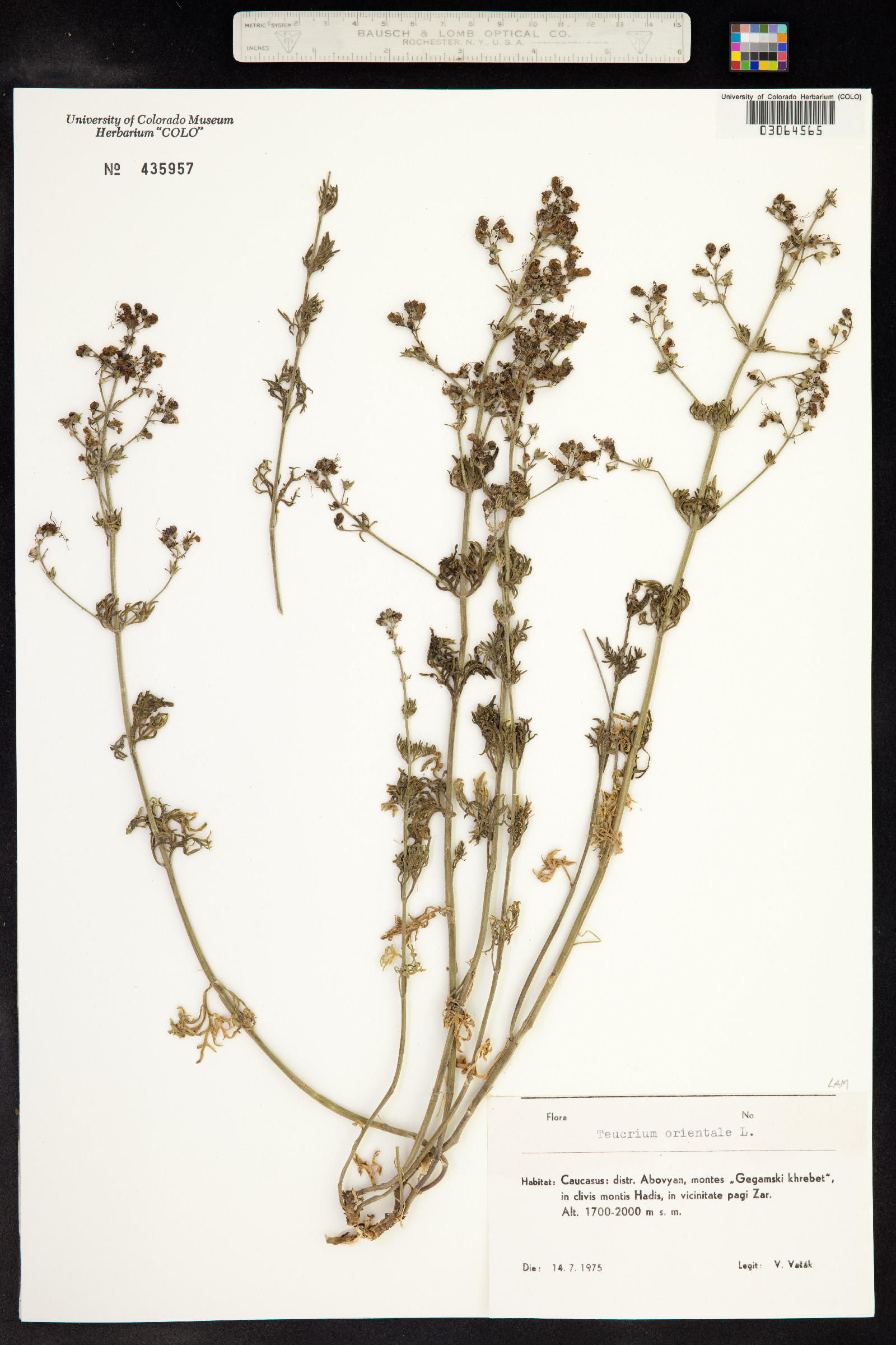 Teucrium orientale image
